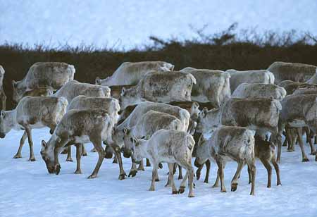 L1211_ziehende_rentiere_norwegen