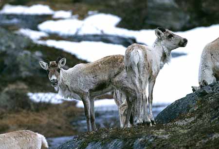 L1212_rentier_norwegen