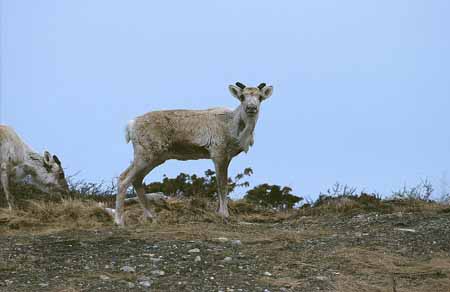 L1213_rentier_norwegen