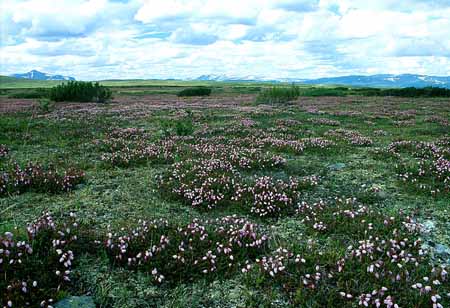 L1214_flatrute_schweden