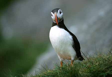 L1215_papageitaucher_runde