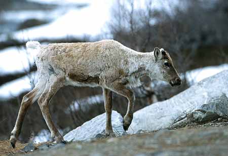 L1220_wanderndes_rentier_norwegen