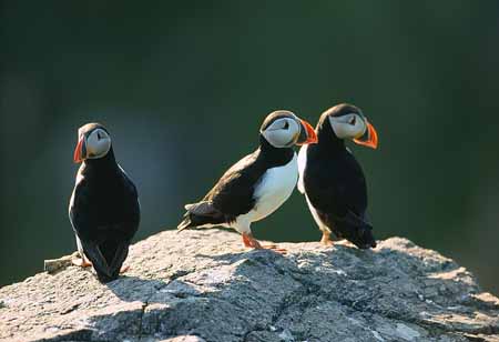 L1224_papageitaucher_runde