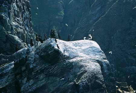 L1225_runde_norwegen_vogelfels