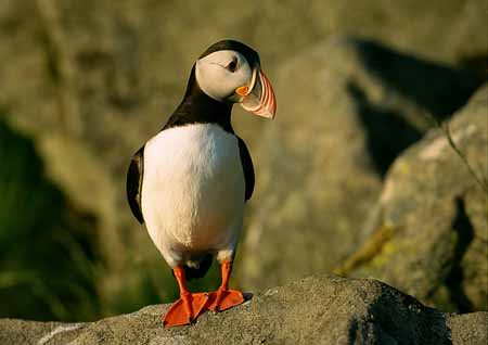 L1228_papageitaucher_runde_3600