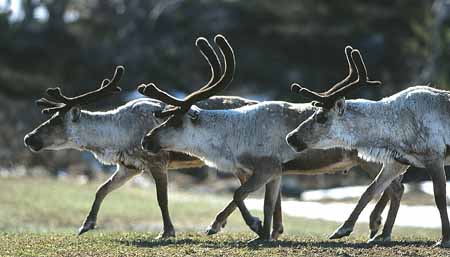 L1251_rentier_reihe_norwegen_nah