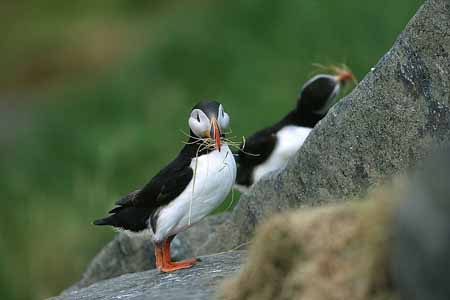 L1266_papageitaucher_runde