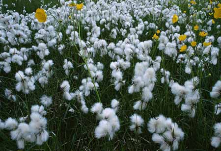 L1268_wollgras_und_butterblumen