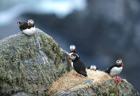 L1269_papageitaucher_runde