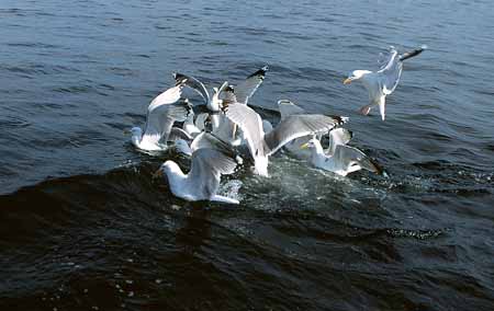 L1270_streitende_moewen