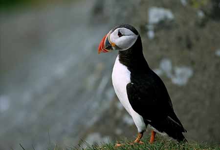 L1277_papageitaucher_runde