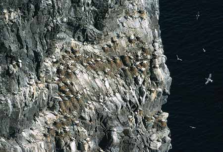 L1278_basstoelpel_kolonie