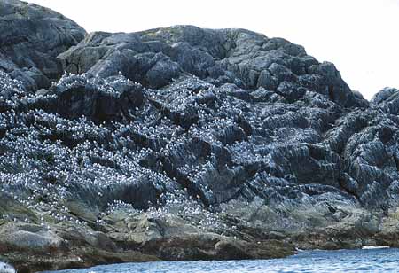 L1280_dreizehenmoewen