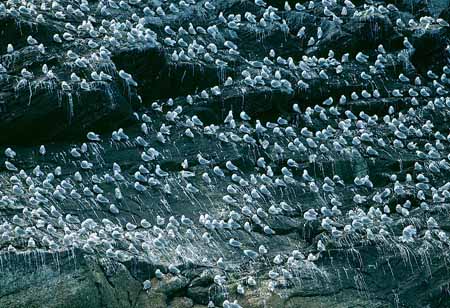 L1281_dreizehenmoewen