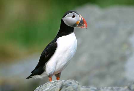 L1284_papageitaucher_runde