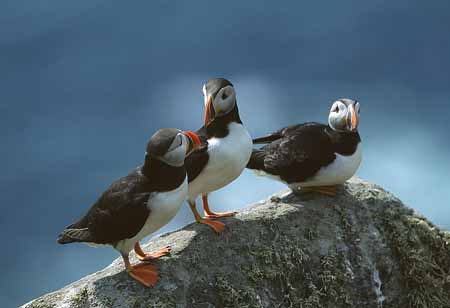 L1288_papageitaucher_runde