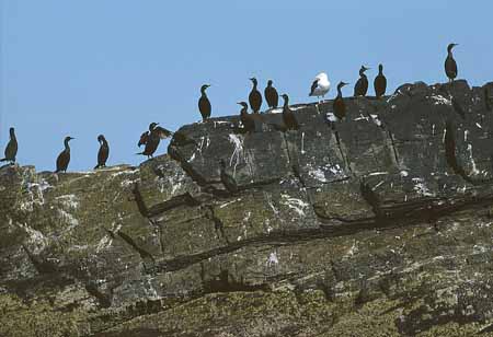 L1290_kraehenscharben_und_moewe