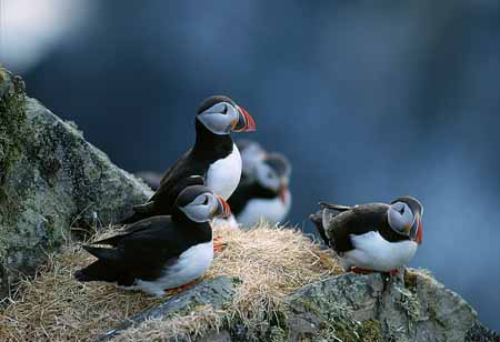 L1291_papageitaucher_runde