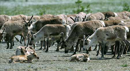 L1294_rentiere_fjell_schweden