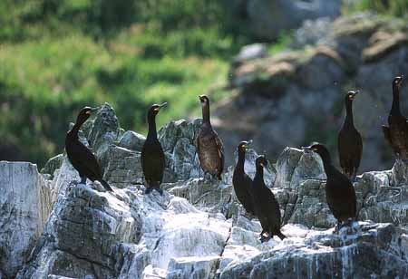 L1300_kraehenscharben