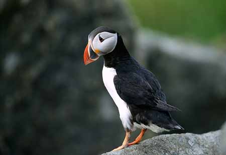 L1308_papageitaucher_runde