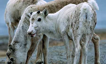 L1312_rentiere_norwegen