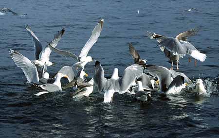 L1313_streitende_moewen