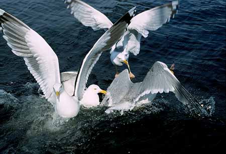 L1314_moewen_streiten