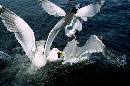 L1315_moewen_streiten