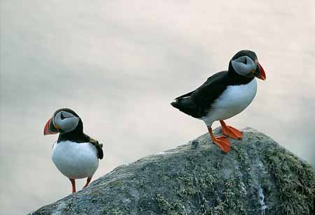 L1317_papageitaucher_runde