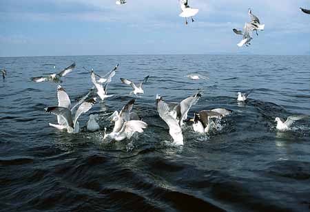 L1320_moewen_streiten