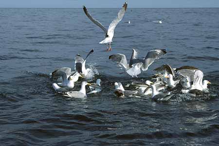 L1321_moewen_streiten