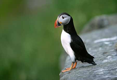 L1327_papageitaucher_runde