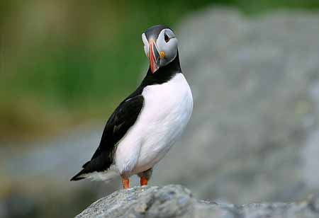 L1328_papageitaucher_runde