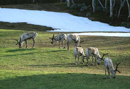 L1330_rentiere_grotli_norwegen