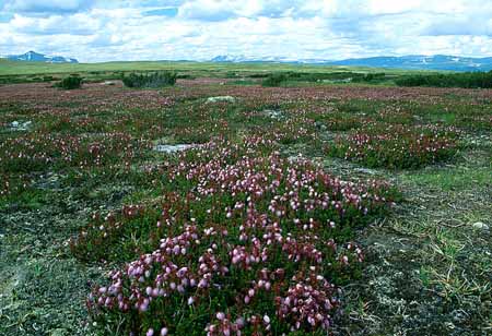 L1331_flatrute_schweden