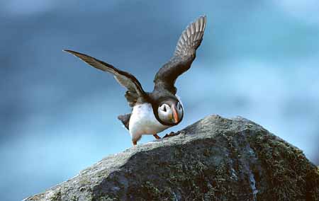 L1346_papageitaucher_runde_3600