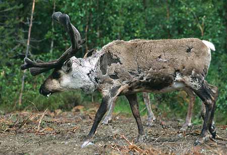 L1348_rentier_schweden