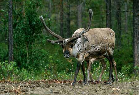 L1352_rentier_schweden