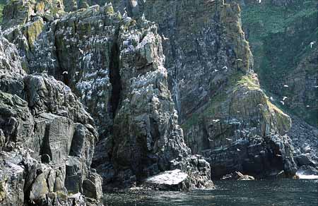 L1356_runde_norwegen_vogelfels