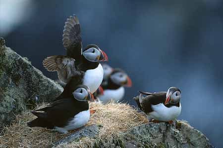 L1362_papageitaucher_runde