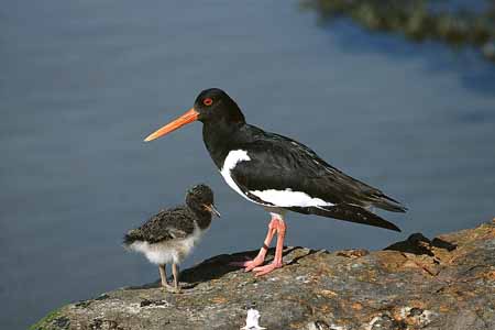 L1370_austernfischer_mit_kueken