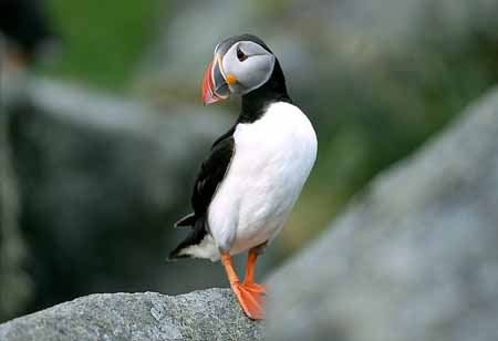 L1374_papageitaucher_runde