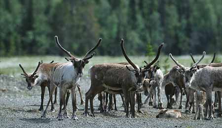 L1377_rentier_fjell_schwedene