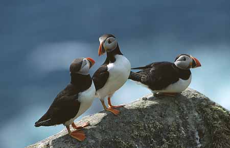 L1391_papageitaucher_runde