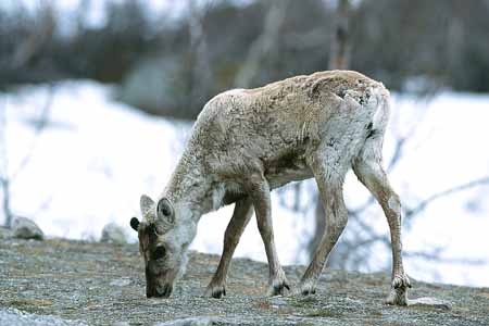 L1392_rentier_norwegen