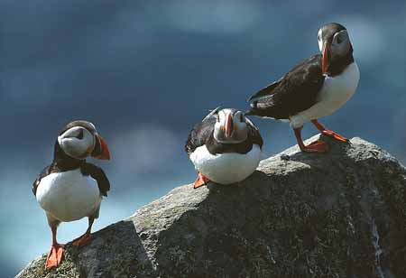 L1395_papageitaucher_runde