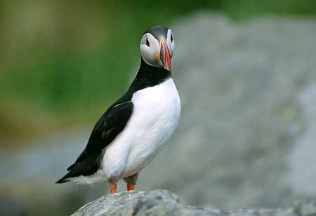 L1403_papageitaucher_runde