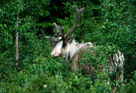 L1405_rentier_schweden