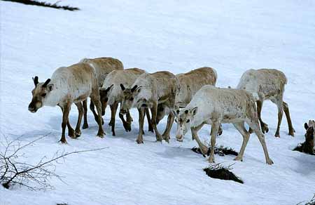 L1407_rentier_norwegen